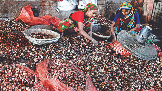 Women pick “saleable” onions from a heap of half-rotten ones at a wholesale store in the capital’s Shyambazar yesterday. Each kg of these sold for about Tk 120, almost half the price of good onions. Before the prices shot through the roof, these onions would have been dumped. Photo: Palash Khan
