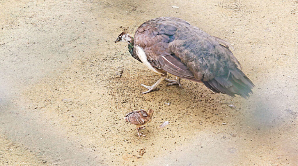 The chirping of baby birds can be heard throughout the zoo. PHOTO: RAJIB RAIHAN