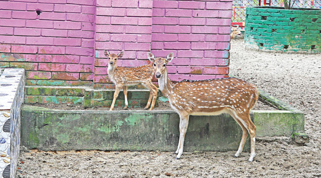 Baby fawns are starting to resemble the adults. PHOTO: RAJIB RAIHAN